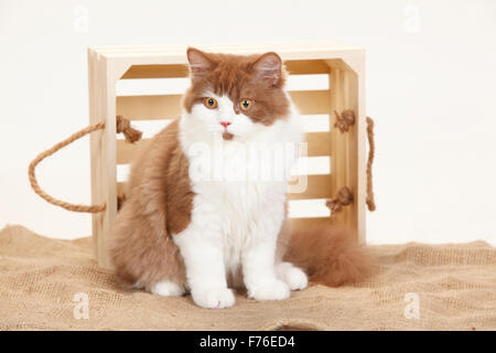 British Longhair Cat, Tomcat, cannella-bianco, 5 mesi|Britisch Langhaar, Kater, cannella-bianco, cannella-weiss, 5 Monate Foto Stock