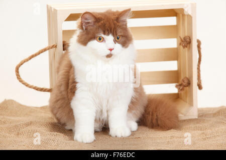 British Longhair Cat, Tomcat, cannella-bianco, 5 mesi|Britisch Langhaar, Kater, cannella-bianco, cannella-weiss, 5 Monate Foto Stock