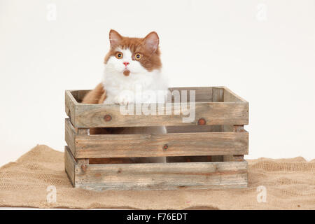 British Longhair Cat, Tomcat, cannella-bianco, 5 mesi|Britisch Langhaar, Kater, cannella-bianco, cannella-weiss, 5 Monate Foto Stock