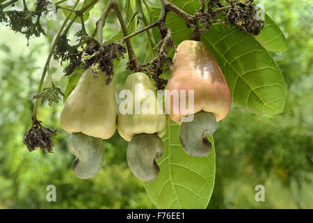 Albero di frutta di anacardi, albero di anacardi, albero di noci di anacardi, Trivandrum, Kerala, India, Asia Foto Stock