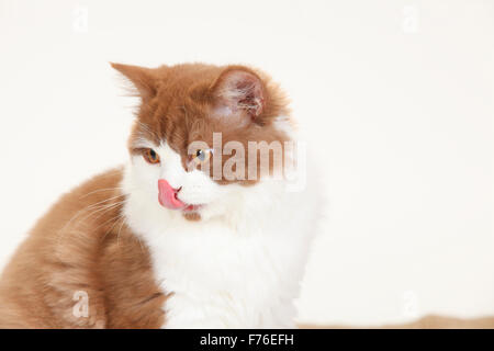 British Longhair Cat, Tomcat, cannella-bianco, 5 mesi|Britisch Langhaar, Kater, cannella-bianco, cannella-weiss, 5 Monate Foto Stock