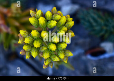 Borracina di roccia Foto Stock