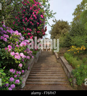 Rhododendron presso la scalinata in pietra all'Hill Garden di Londra Hampstead Foto Stock