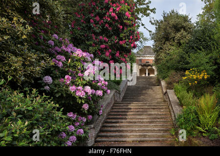 Rhododendron presso la scalinata in pietra all'Hill Garden di Londra Hampstead Foto Stock