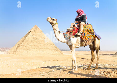 Il cammello a Giza pyramides, Cairo, Egitto. Foto Stock