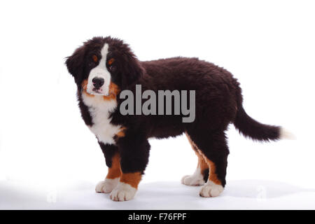 Bovaro del Bernese, cucciolo, 3 mesi|Berner Sennenhund, Welpe, 3 Monate Foto Stock