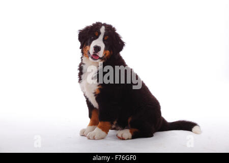 Bovaro del Bernese, cucciolo, 3 mesi|Berner Sennenhund, Welpe, 3 Monate Foto Stock