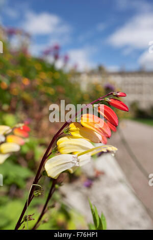 Ipomoea Lobata flower close-up Foto Stock