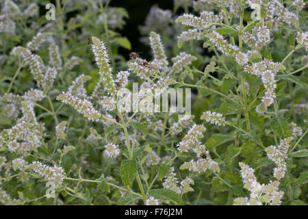 Menta cubana, Mojito Menta, Bowles menta, Hain-Minze, Hainminze, Zottige Minze, Mentha x villosa, Mentha nemorosa ,, Mentha niliaca Foto Stock