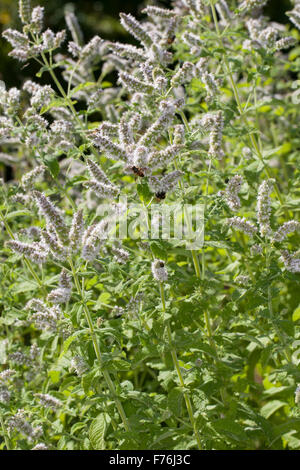 Menta cubana, Mojito Menta, Bowles menta, Hain-Minze, Hainminze, Zottige Minze, Mentha x villosa, Mentha nemorosa ,, Mentha niliaca Foto Stock