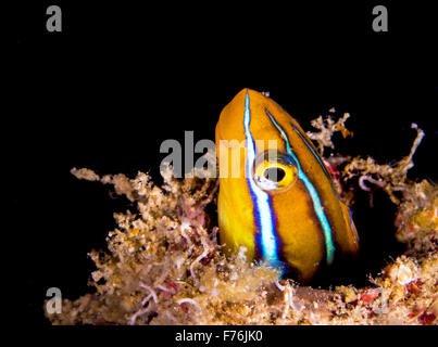 Foderato blu sabretooth bavose inserimenti fuori casa in Mabul Isola, Borneo Foto Stock