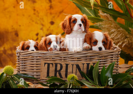 Cavalier King Charles Spaniel, cuccioli, blenheim, dieci settimane|Cavalier King Charles Spaniel, Welpen, Blenheim, 10 Wochen Foto Stock