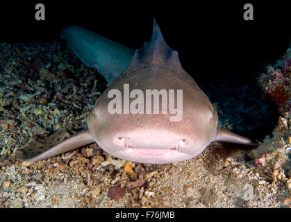 Leopard/Zebra Shark ritratto in Sipadan, Borneo Foto Stock