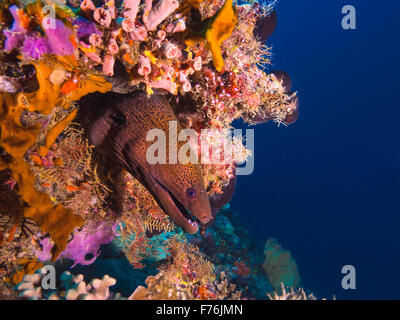 Murena Gigante dicendo ciao da casa Foto Stock