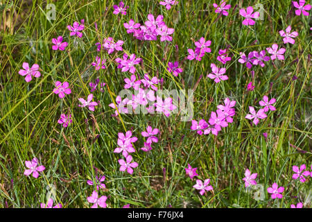 Maiden Rosa, Maiden-Pink, Heide-Nelke, Heidenelke, Nelke, Dianthus deltoides, L'OEILLET à delta, oeillet couché, oeillet glauque Foto Stock