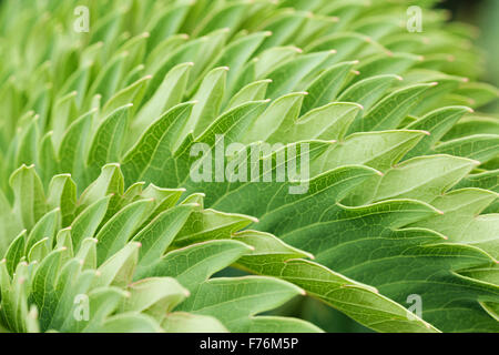 Boccola di miele o miele Melianthus fiori foglie principali Foto Stock