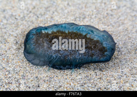 Sennen, Cornwall, Regno Unito. Il 26 settembre 2015. Migliaia di meduse e 'Bye il vento marinai vengono bloccati su spiagge lungo il North Cornwall coast. Tra questi vi sono il viola malva o meduse stinger. Credito: Simon Yates/Alamy Live News Foto Stock