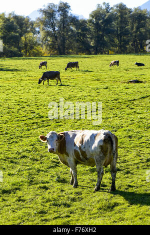 Enns Valley, Stiria, Austria Foto Stock