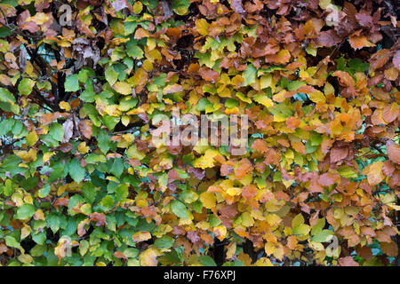 Fagus sylvatica. Beech hedge in autunno mostra lascia cambiare colore. Regno Unito Foto Stock