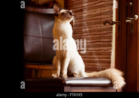 Balinese gatto tranquillamente seduto su uno sgabello da finestra Foto Stock