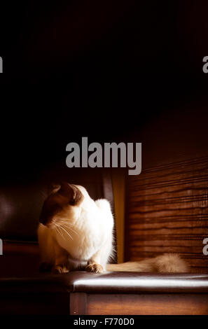 Balinese gatto tranquillamente seduto su uno sgabello da finestra Foto Stock