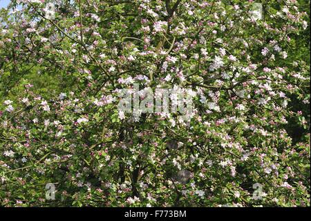 Appletree domestici - Apple (Malus domestica - Malus communis) che fiorisce in un frutteto a molla Foto Stock