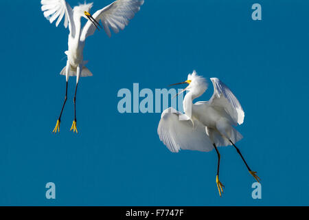 Snowy Egrets lotta per il territorio Foto Stock