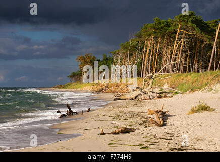 Nuvole scure sopra la spiaggia occidentale e foresta Darßer dal Mar Baltico, nato a Fischland-Zingst, Western Pomerania Area Laguna Foto Stock