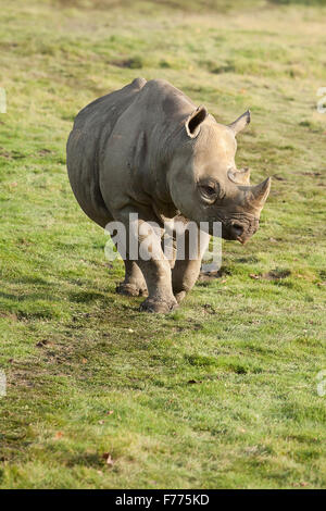 Foto di un rinoceronte nero a piedi sotto il sole. Foto Stock