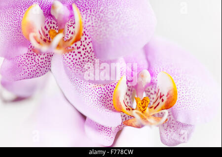 Macchie di colore rosa fiori di orchidea, macro fiore pianta flowering dettaglio nella famiglia Orchidaceae, bianco giallo fiore rosa screziato Foto Stock