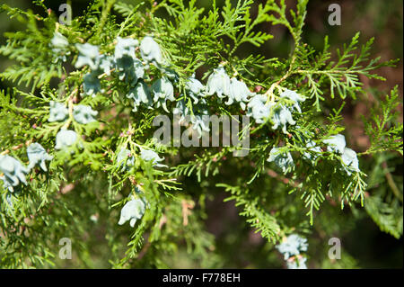 Thuja coni ramoscello in luglio, freschi germogli verdi sul conifera ramoscelli closeup, piante crescono in Polonia, orizzontale... Foto Stock