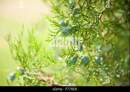 Thuja coni closeup in luglio, freschi germogli verdi sul conifera ramoscelli macro, pianta crescere in Polonia, orientamento orizzontale Foto Stock