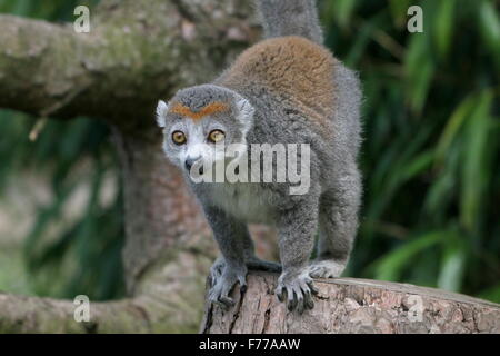 Grintosa Madagascan femmina lemure coronato (il Eulemur coronatus) rivolta verso la telecamera Foto Stock