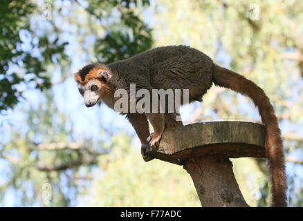 Madagascan maschio lemure coronato (il Eulemur coronatus) in close-up Foto Stock