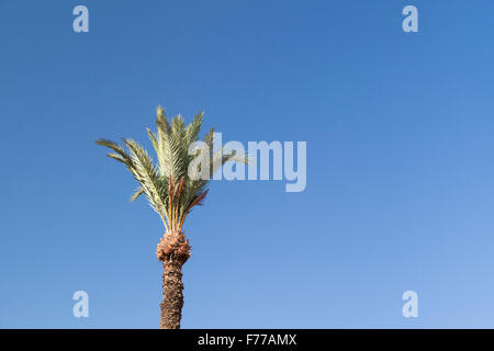 In alto di una data struttura Palm Tree, Phoenix dactylifera, contro il cielo blu, Marocco Foto Stock