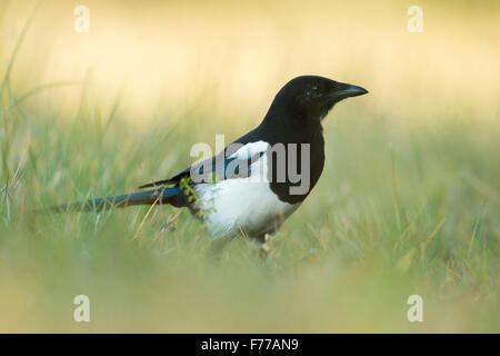 Il Magpie eurasiatico / Elster ( Pica pica ) si erge in erba, dall'aspetto attento, basso angolo di vista, fauna selvatica, Europa. Foto Stock