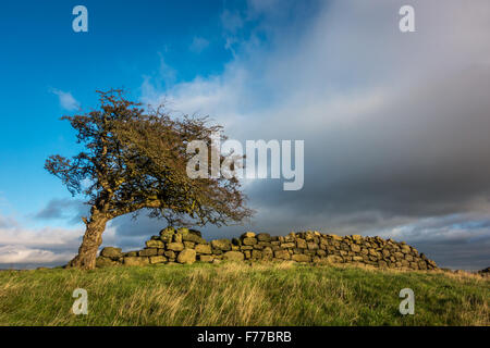 Drammatica nodose Albero di biancospino e un vecchio gritstone muro di pietra di prendere il sole d'inverno, il Yorkshire, Regno Unito Foto Stock
