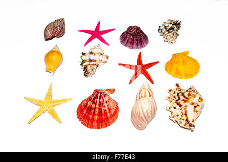 Collezione di conchiglie di mare isolato su bianco Foto Stock