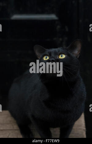 Maschio di Bombay gatto in una impostazione di moody contro una porta nera Foto Stock