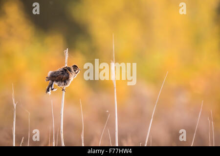 Un comune femmina reed bunting, Emberiza schoeniclus, canta una canzone su un pennacchio di reed. I colori dell autunno sono chiaramente visibili sul Foto Stock