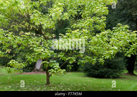 CATALPA BIGNONIOIDES AUREA Foto Stock