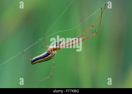 Ganasce lunghe Spider (Tetragnatha Extensa) Foto Stock