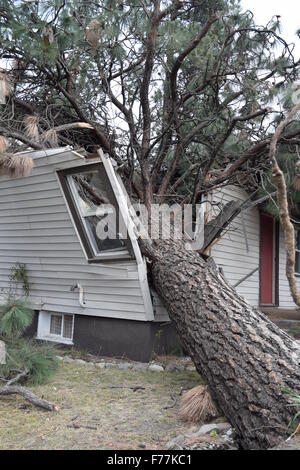 Albero attraverso casa. Foto Stock