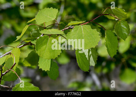 Comuni / Aspen pioppo tremulo eurasiatica / Europea aspen / vacilla aspen (Populus tremula) close up ramoscello con foglie in primavera Foto Stock