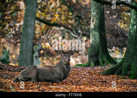 Il cervo (Cervus elaphus) feste di addio al celibato in appoggio nella foresta di faggio in autunno Foto Stock