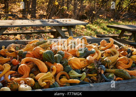 Zucche decorative e schiaccia (spesso chiamato midollo) a Lancaster County, Pennsylvania farm stand Foto Stock