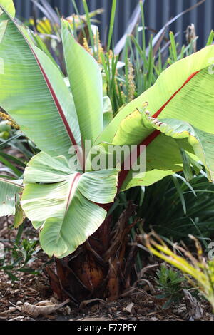 Ensete ventricosum, abissino di banana Foto Stock