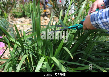 Maschi adulti per il taglio di erba Lomandra utilizzando forbici da giardino Foto Stock