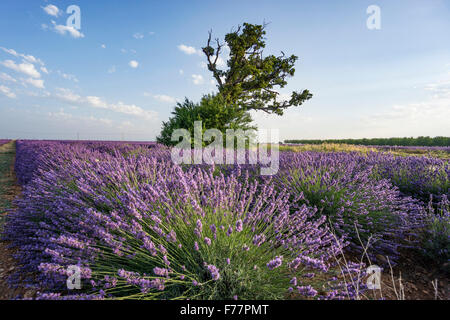 Campo di Lavanda, Lavandula angustifolia , albero, Plateau de Valensole, Vaucluse, Alpes-de-Haute-Provence, Provenza, Francia Foto Stock