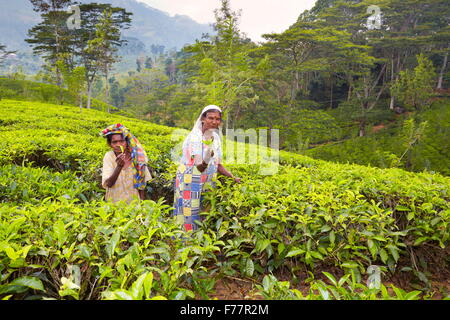 Sri Lanka - Nuwara Eliya, provincia di Kandy, piantagione di tè Foto Stock